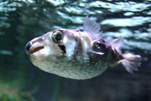 Японская ядовитая рыба фугу: экстримальный деликатес