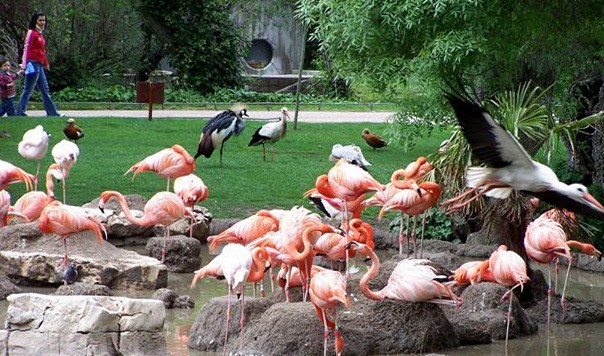 Аквариум и зоопарк в Мадриде