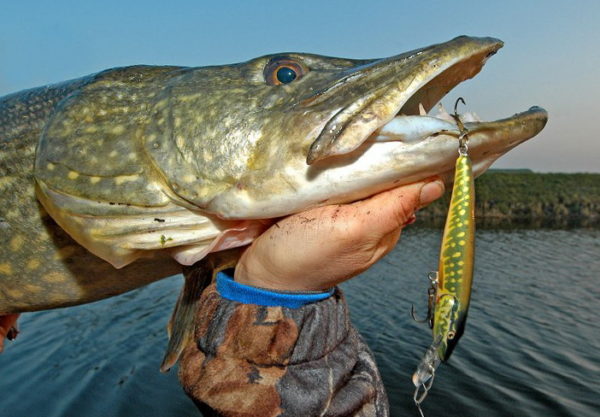 Рыбалка в Ленинградской области с берега - лучшие места и советы