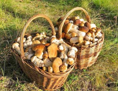 Где в Ленинградской области пошли грибы