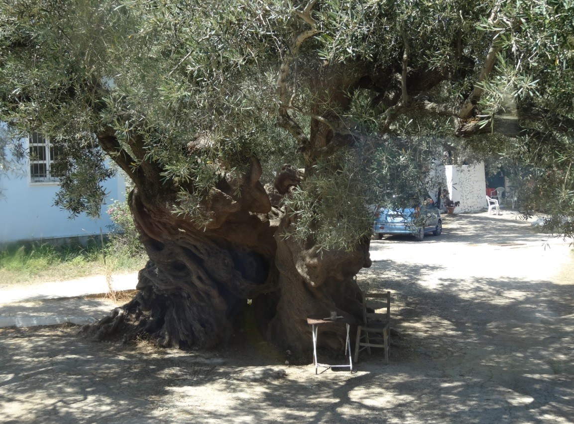 Подробнее о статье Что посмотреть на острове Закинф