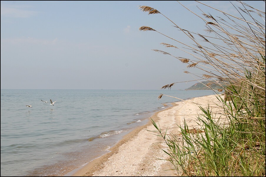 Золотая коса. Золотая коса Азовское море. Берег Золотая коса Таганрог. Золотая коса Азовское море пляж. Золотая коса Таганрог пляж.