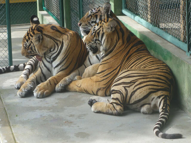 Таиланд — путешествие из России